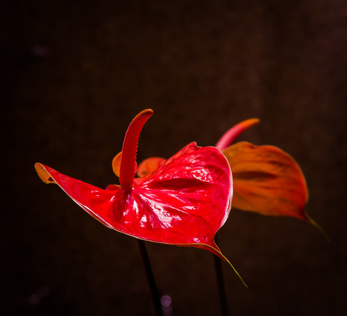 _FA_0363-Edit