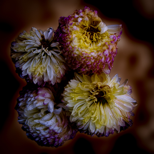 _FA_1237-Edit