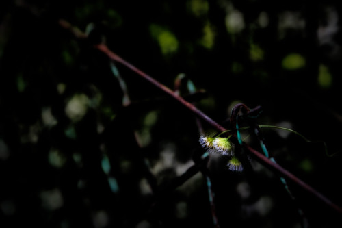 FA__0006-Edit