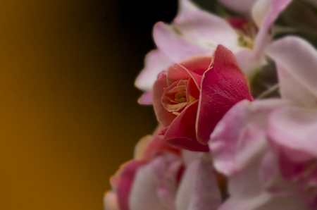 fa_1461-edit