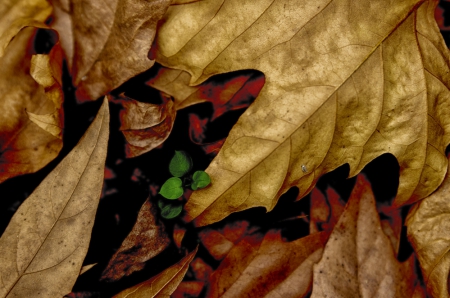 fa_3975-edit